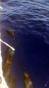 I delfini danzano al largo delle Isole Eolie: il video emozionante di Goletta Verde