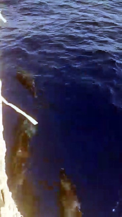 I delfini danzano al largo delle Isole Eolie: il video emozionante di Goletta Verde