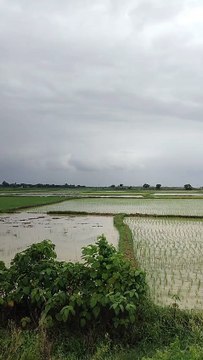 The Secret Life of Trees Natures Silent Guardians#shorts #shortvideo #nature #naturelovers,#village