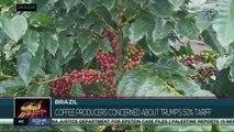 Brazil | Coffee producers express concern over Trump's tariffs