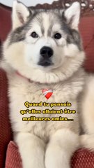 Elles ont juste besoin de temps, ça va le faire mes grandes 🐻‍❄️💛🐕