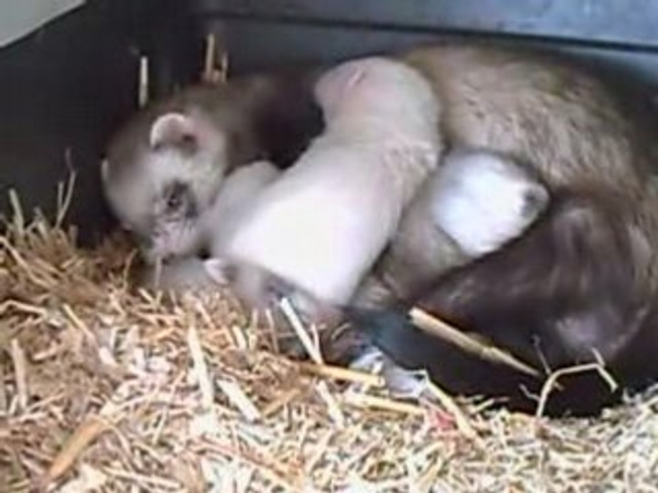 video du 15 mai