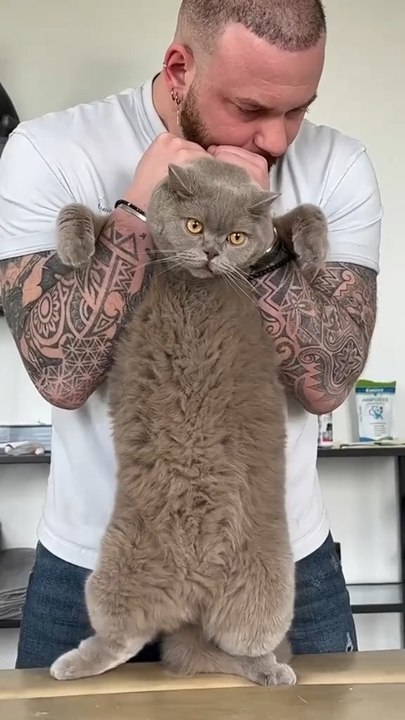 Cats getting the POPS they needed!🐱🥹