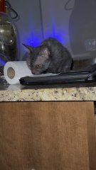 Sassy and the toilet paper