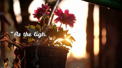 “Every Drop Matters | 30 Seconds of Sunrise & Serenity”