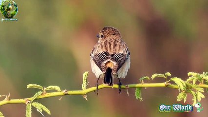 Discover the Unique Siberian Stonechat 🐦