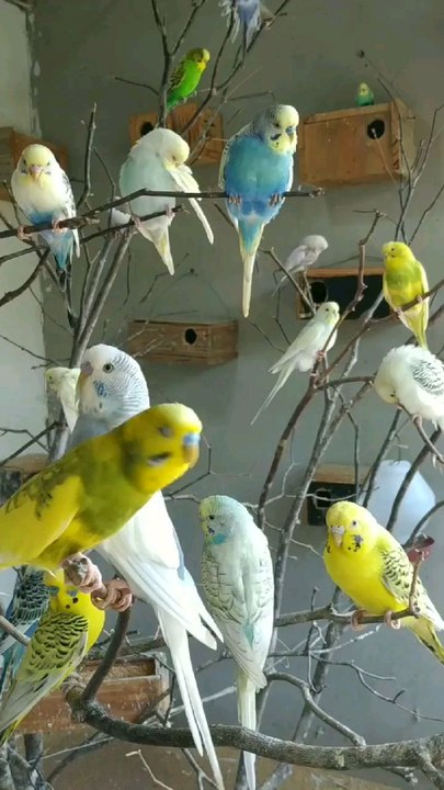 Budgies aviary birds