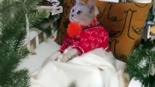 Lazy cat's Christmas routine: the secret of a leisurely holiday