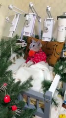 Lazy cat's Christmas routine: the secret of a leisurely holiday