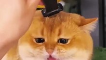 When cats get stabbed _ Cat and knife #shorts #shortvideo #funny #animals #relax #pets