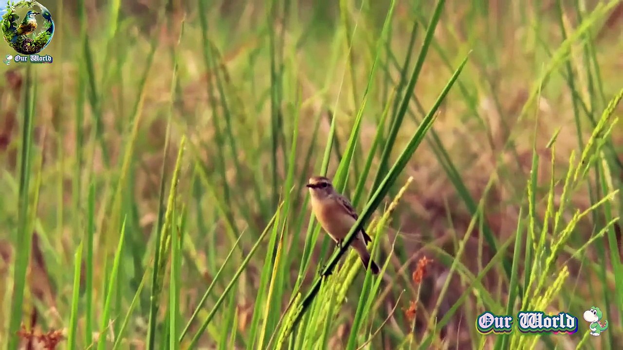 Siberian Stonechat 01