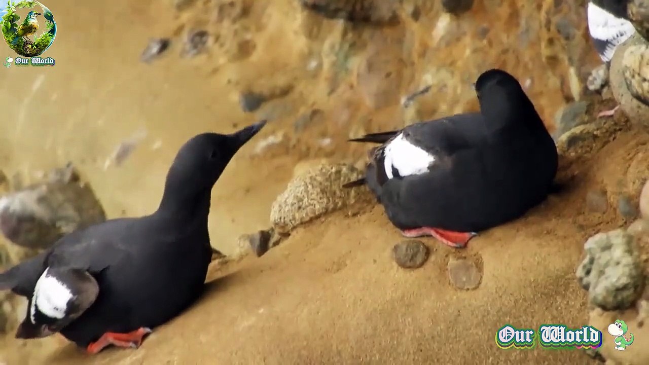 Pigeon Guillemot