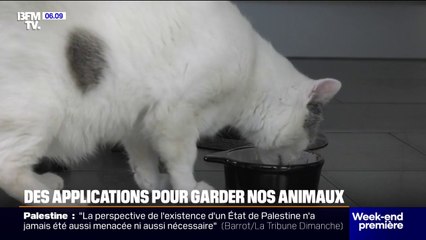 Abandon d'animaux: des applications pour faire garder nos compagnons