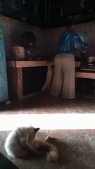 Konten video motivasi, inspirasi dan hewan peliharaan.