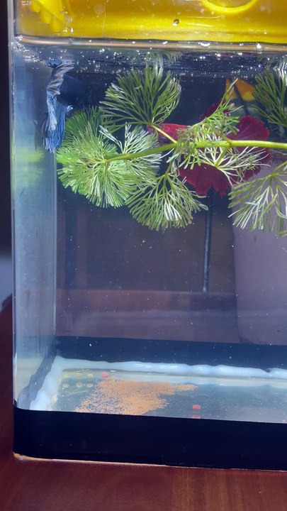 Pets Life #petslife #Viral #Funny #beauty