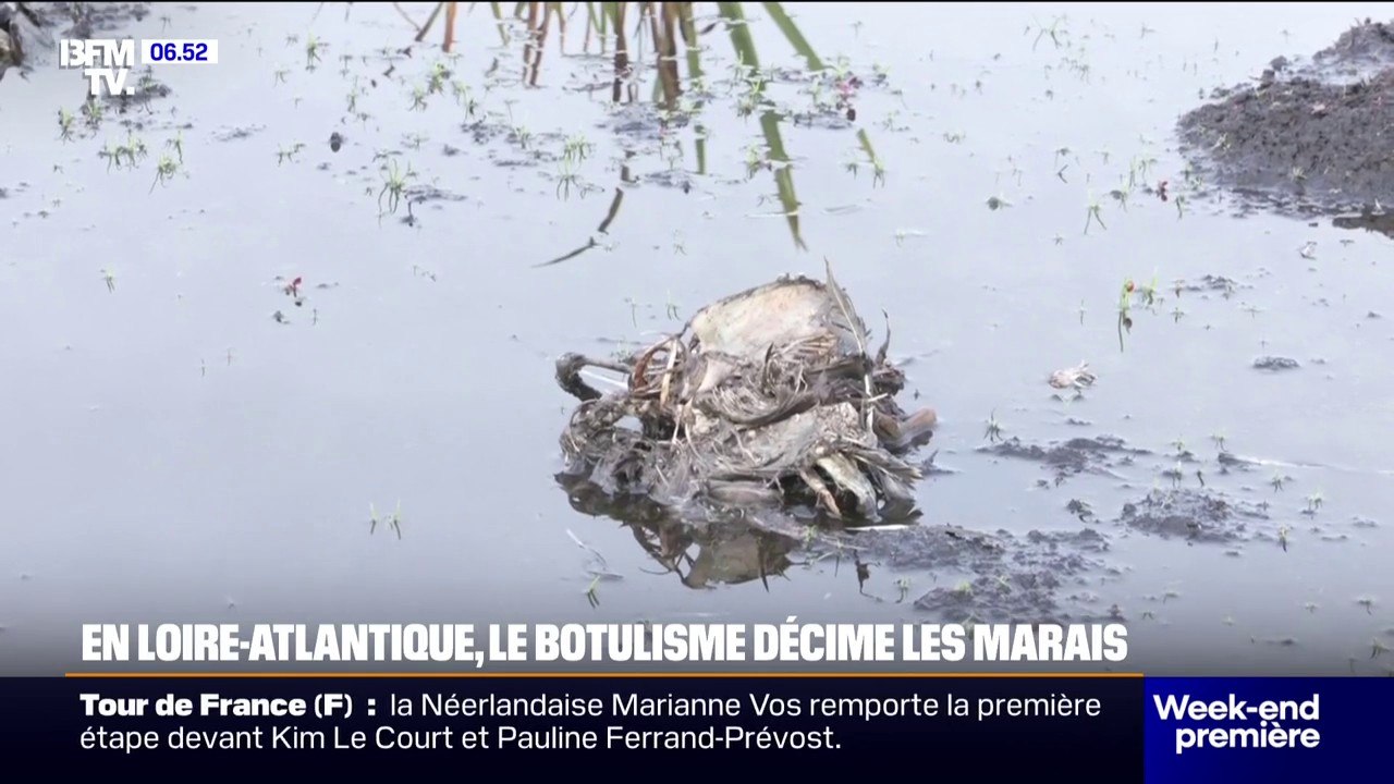 Loire-Atlantique: des milliers d'oiseaux meurent dans les marais à cause d'une épidémie de botulisme