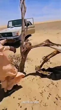 Allah_Ki_Qudrat_#sortfeed_#youtubeshorts_#allahuakbar#allah#sorts_#islamicvideo#viralshorts(360p)