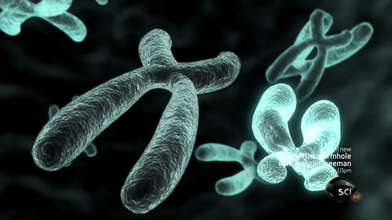 Through The Wormhole Season 4 Episode 5 Will Sex Become Extinct? | Morgan Freeman