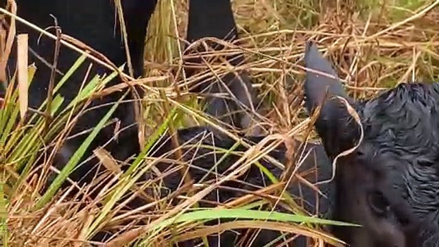 Mother Cow Tenderly Cleans Her Newborn Calf