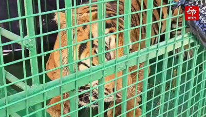पीलीभीत से रेस्क्यू बाघिन कानपुर चिड़ियाघर पहुंचाई गई, पिंजरे में कैद होने के बाद ऐसी हो गई हालत