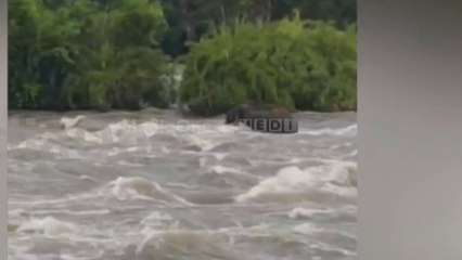 തൃശൂരിൽ   അതിരപ്പിള്ളിയിൽ ശക്തമായ കുത്തൊഴുക്കിൽപ്പെട്ട് കാട്ടാന