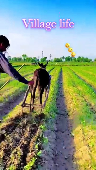 Village life
