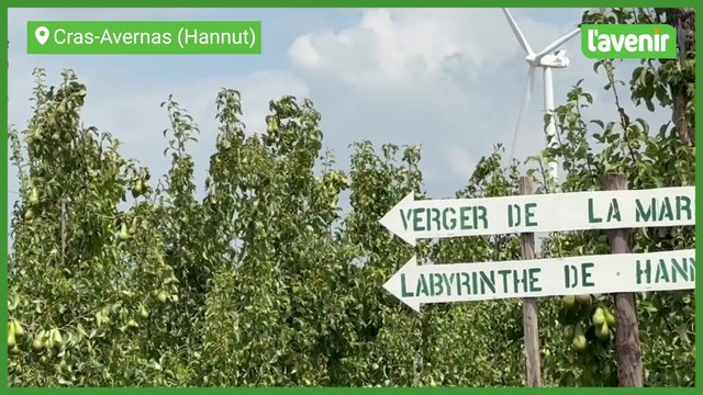 Un labyrinthe de maïs, des transats et une guinguette, durant tout l'été dans les campagnes de Cras-Avernas (Hannut)