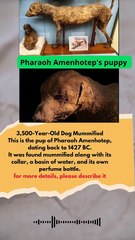 3,500-year-old dog mummyIt was Pharaoh Amenhotep's puppy