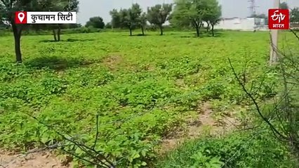 अच्छी बारिश से खिले किसानों के चेहरे, डीडवाना कुचामन में गत वर्ष के मुकाबले हुई रिकॉर्ड बुवाई