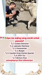 Apa ras anjing yang cocok untuk dipelihara pemula #news