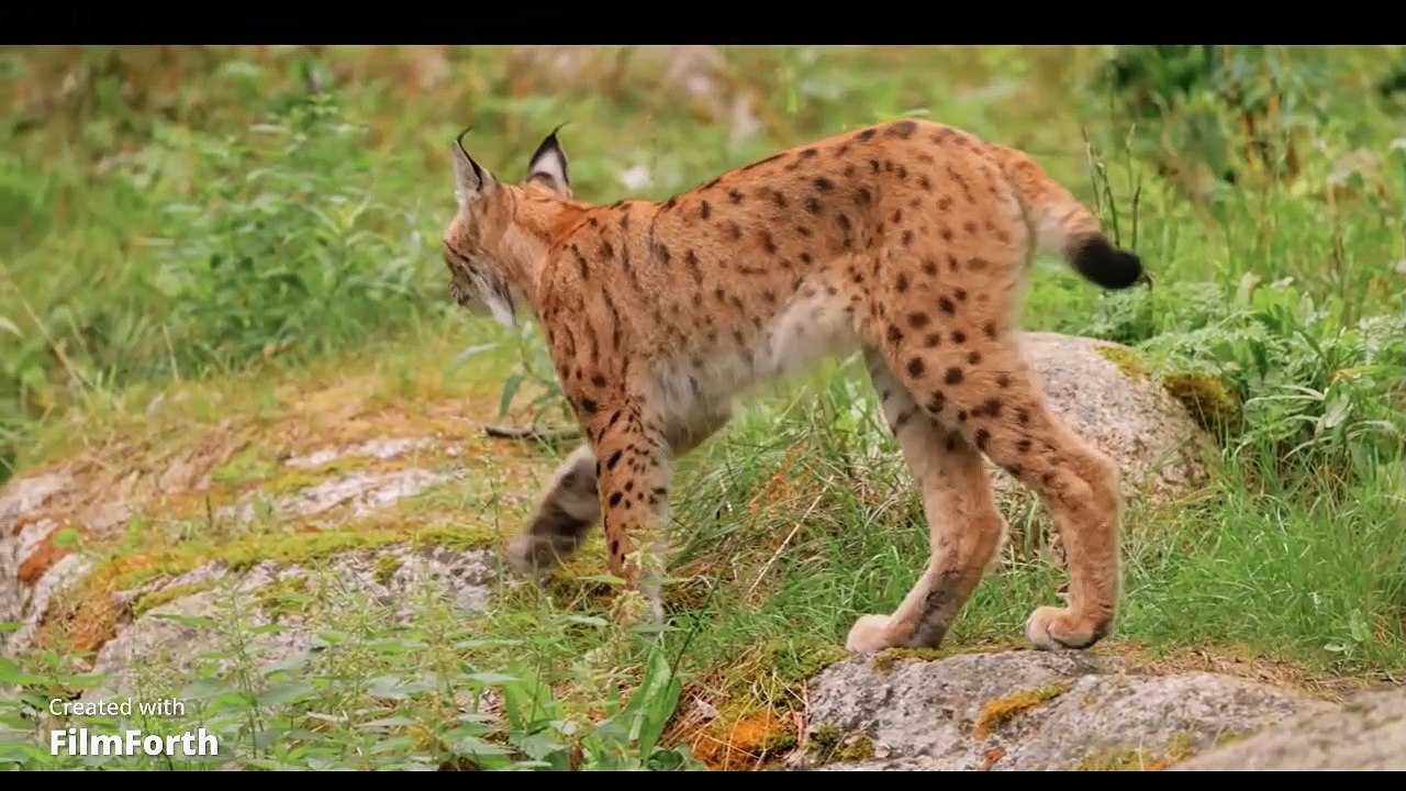 Sweden — A Country With 100,000 Lakes | A Nature Documentary by nature explorer