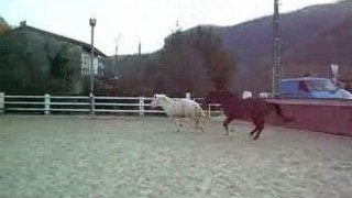 chevaux galopant (++ Diabolo et Margot)