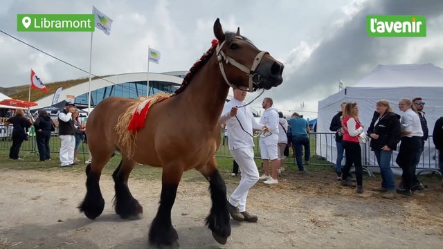 Foire de Libramont, André nous partage sa passion des chevaux de trait