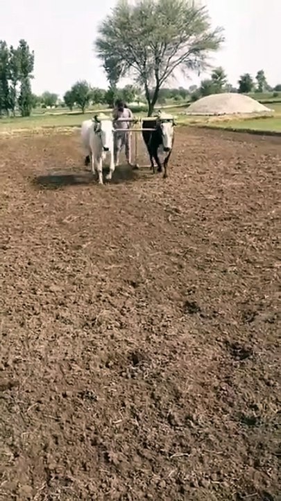 Village life