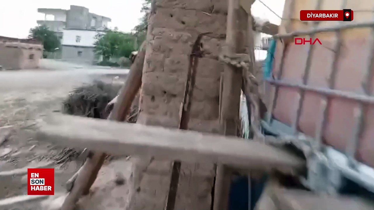 Diyarbakır'da Kuvvetli rüzgar elektrik direğini devirdi: 6 inek akıma kapılıp öldü