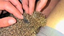 Man spots hedgehogs in danger and takes them home for the night