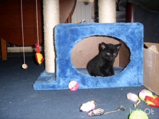 In remembrance of beloved and deeply missed " Midnight ", memory forever bright