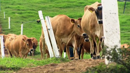 Destaques do Globo Rural (27/07/2025)