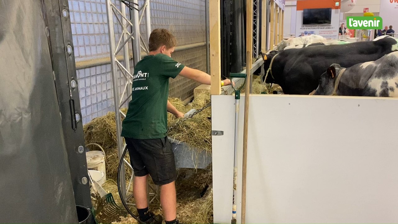 Les bêtes se préparent pour les concours de la Foire agricole de Libramont