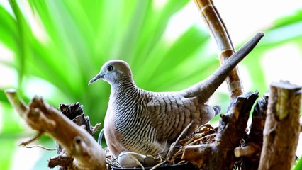 Pigeons and Doves of Australia. A Documentary. 4K Video Ultra HD