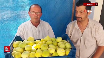 Mersin’de Mut beyaz inciri altın yılını yaşıyor