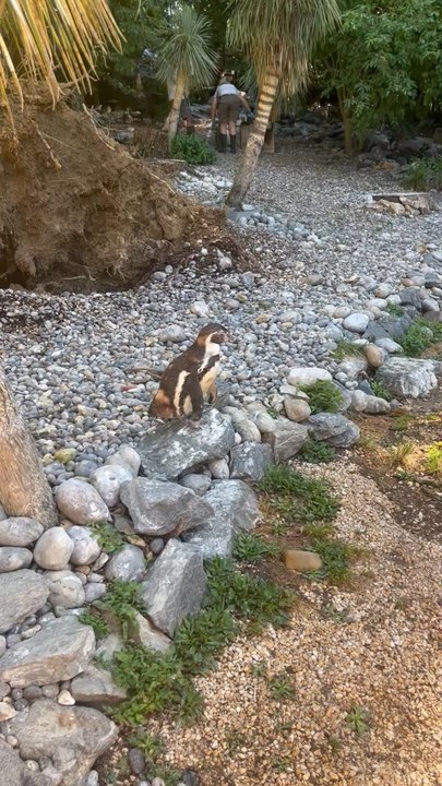 LES JOLIS MANCHOTS de Beauval