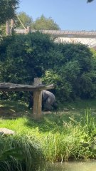 LE PLUS GROS gorille du Zoo de Beauval