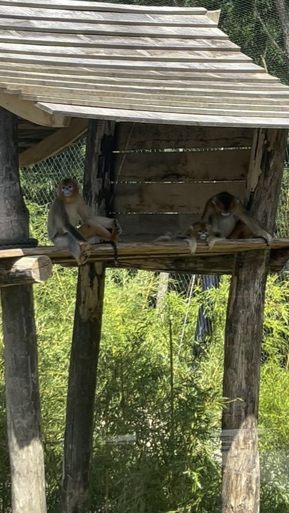 LES JOLIS SINGES DORÉS du zoo de Beauval
