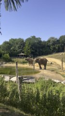 LE PLUS BEAU moment avec les éléphants de Beauval