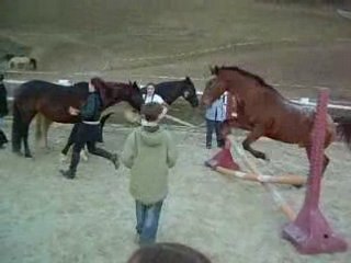 saut jivaro et mégane