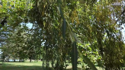 MESAS EN EL ENTORNO DE LA POZA DE NAVIA 2025