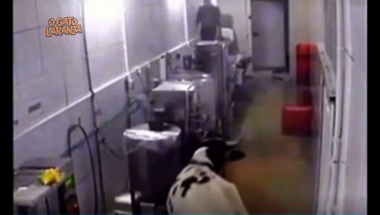 Vaca "atropela" e fere pé de mulher antes de invadir fábrica e perseguir funcionários no Ceará