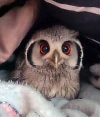 This Baby Owl Will Melt Your Heart ❤️🦉