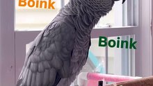 this parrot says I see you — too funny! 👀🤣
